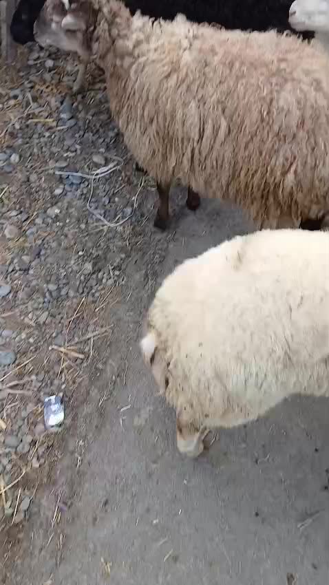 @04🇦🇿Вусал Шыхалиев🇷🇺56