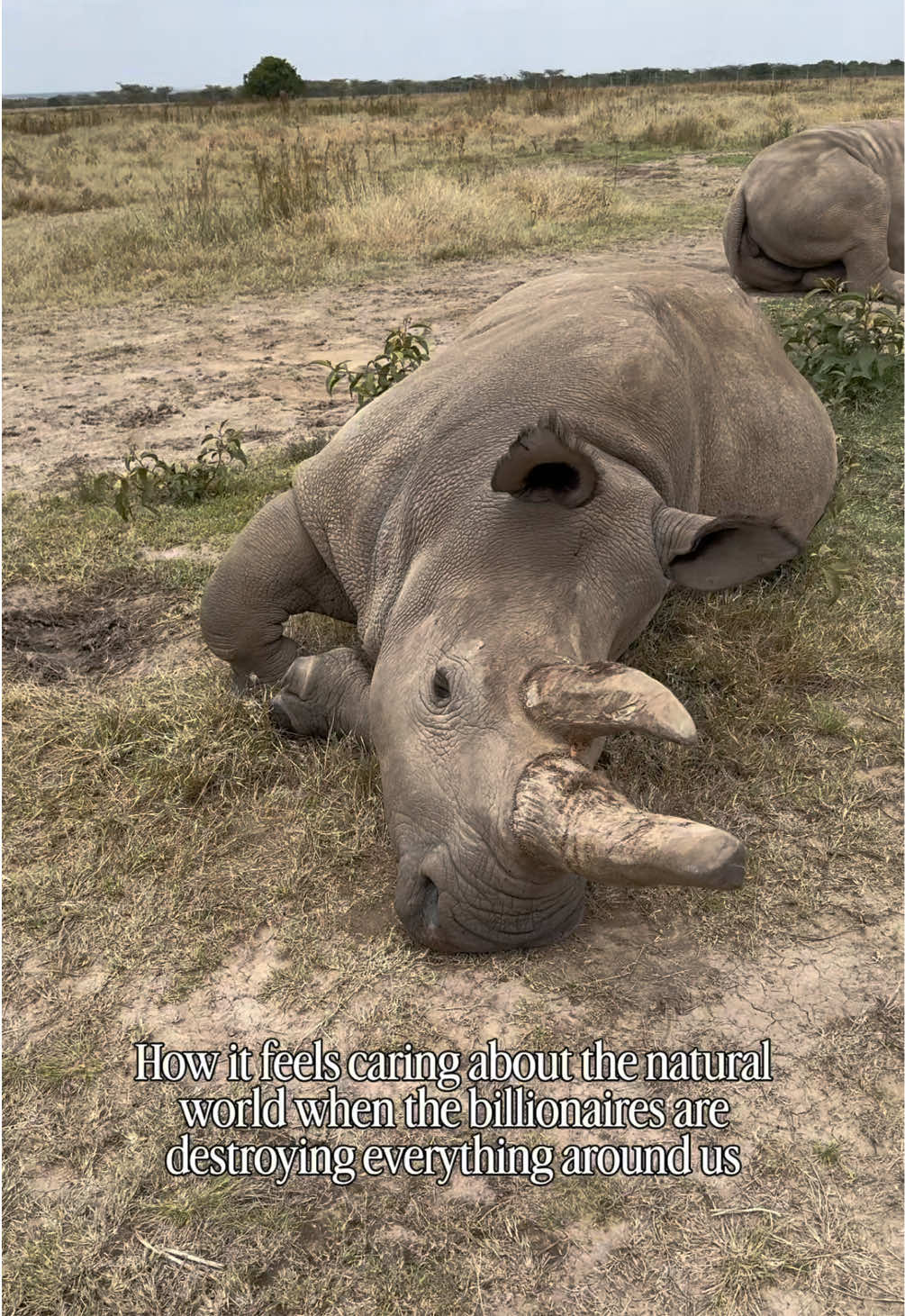 @phiswildlife