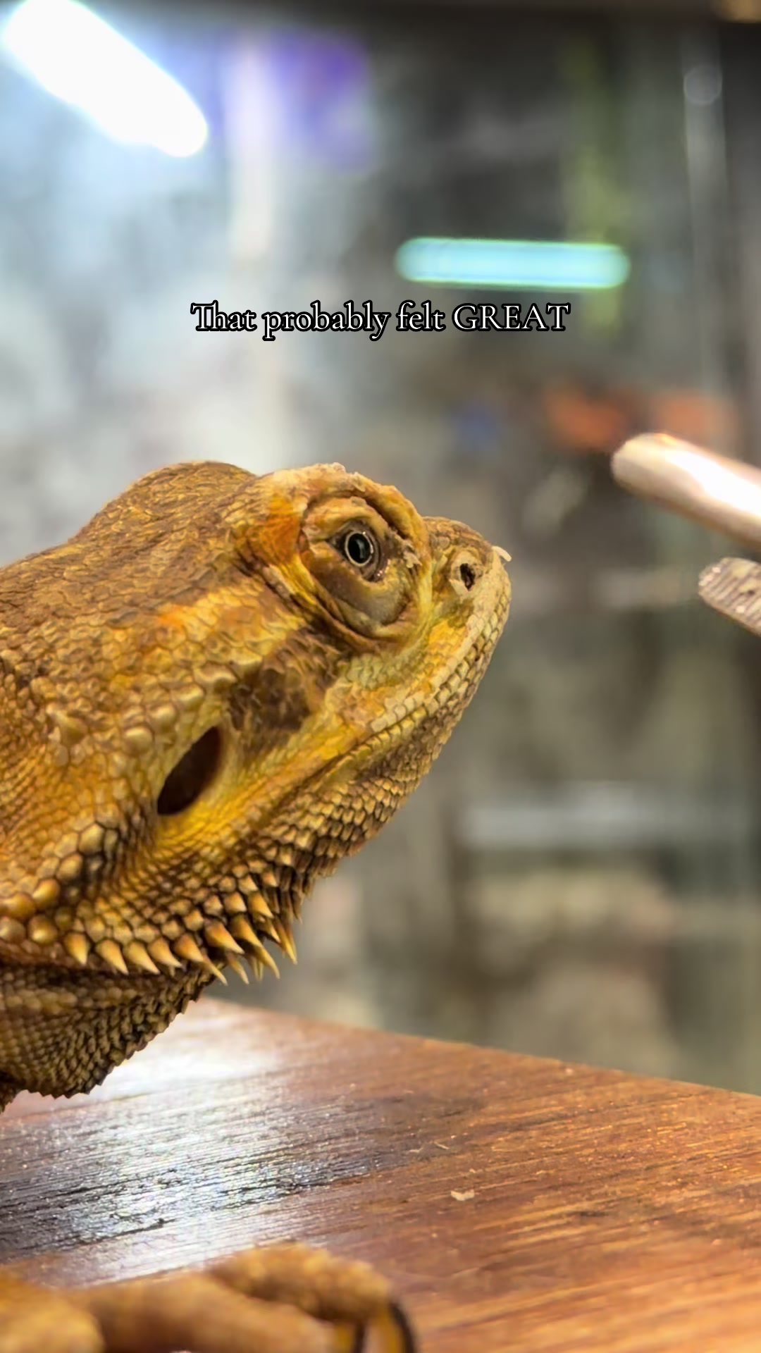 @Exotic Animals with Amanda