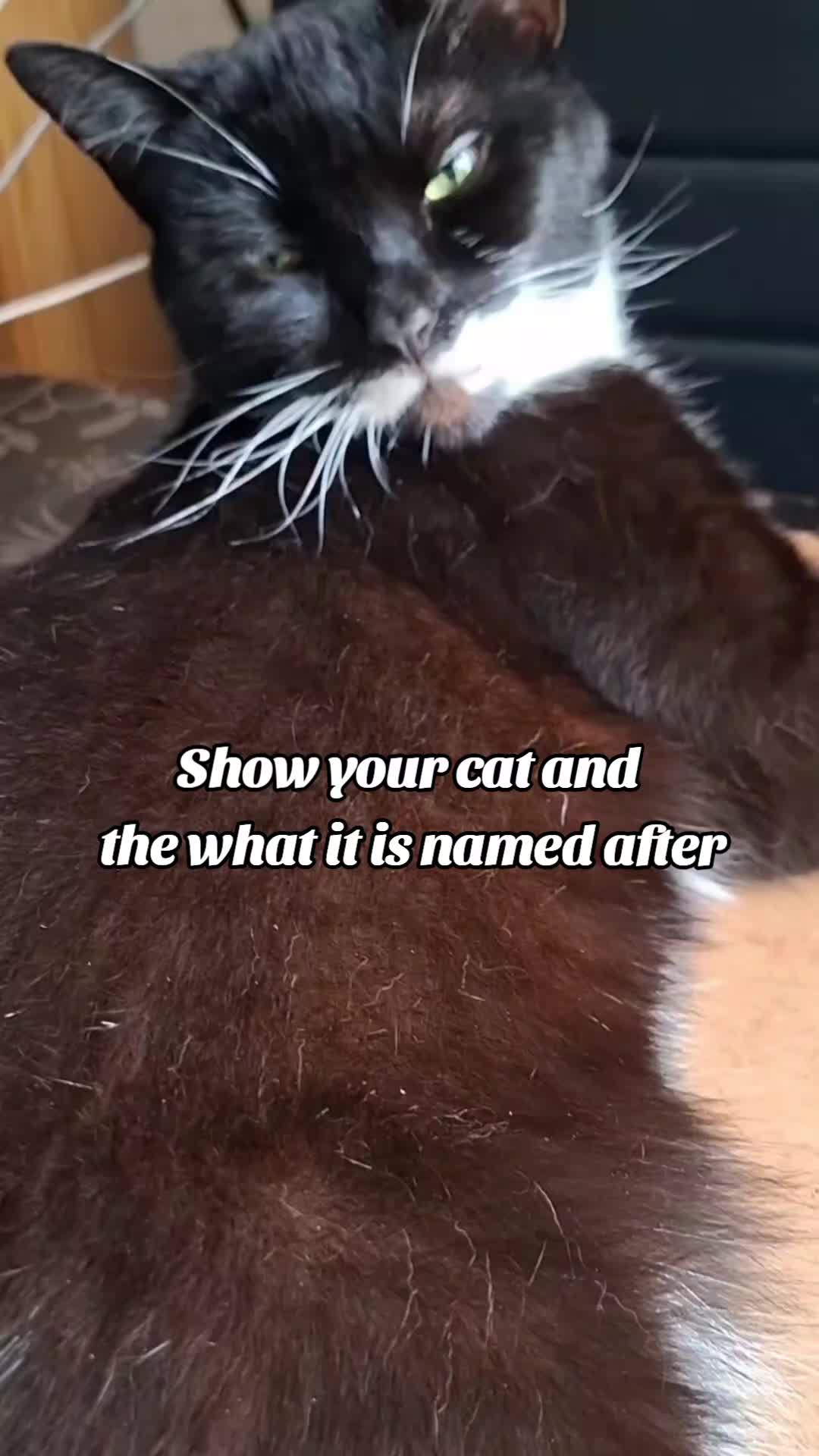 @Truffle the Tuxedo