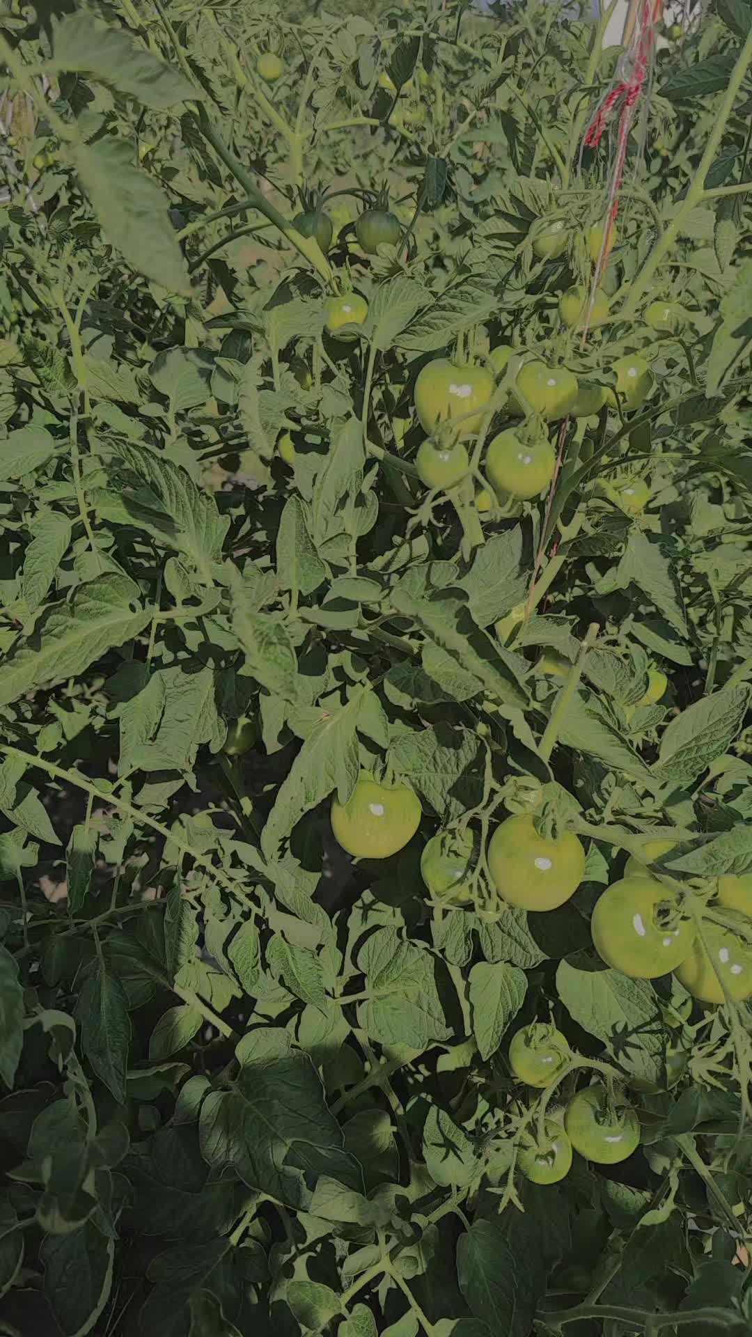 @🌷 Janna🌷