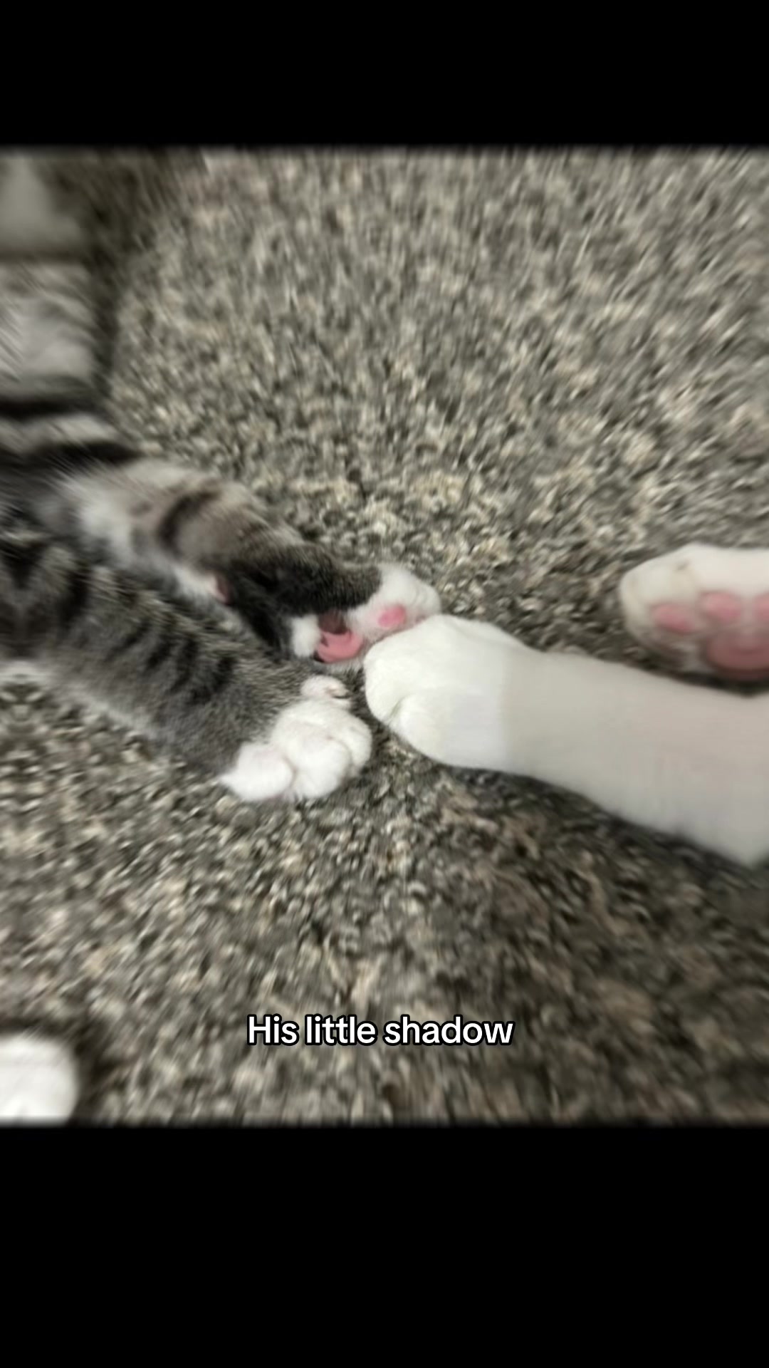 @Houseofpets