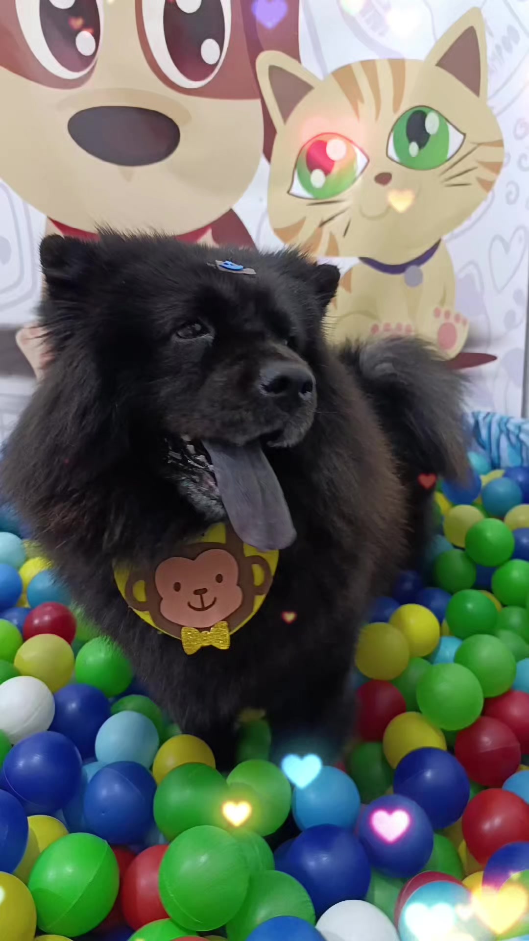 @Dog Ville Petcare