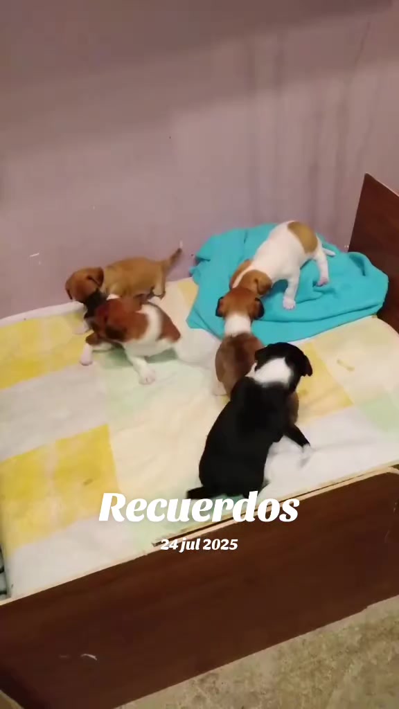 @luiselpollo95