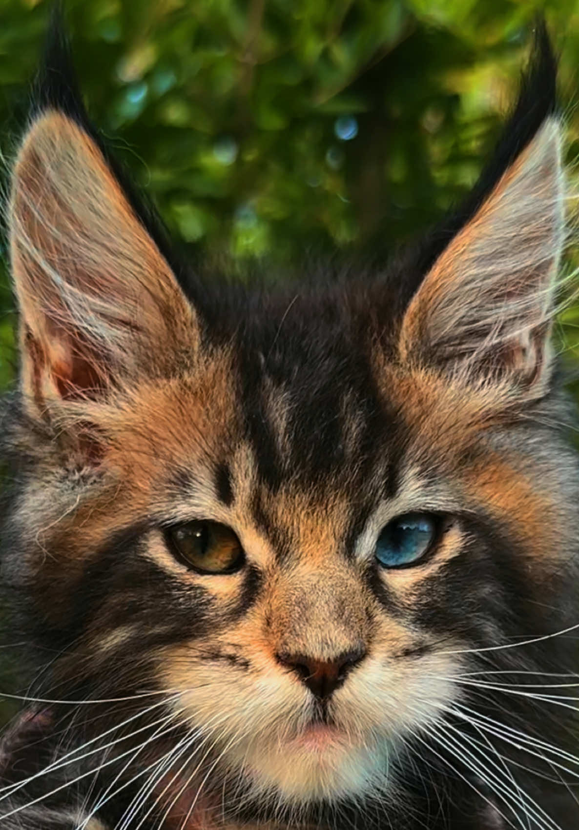 @Mossy&ensp;Cottage&ensp;Maine&ensp;Coons&ensp;🌙