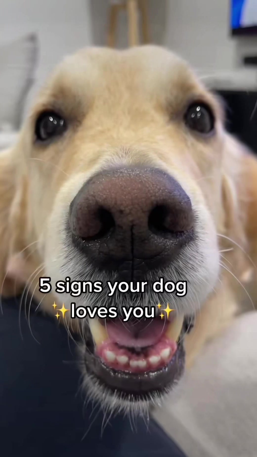 @lunas_golden_life