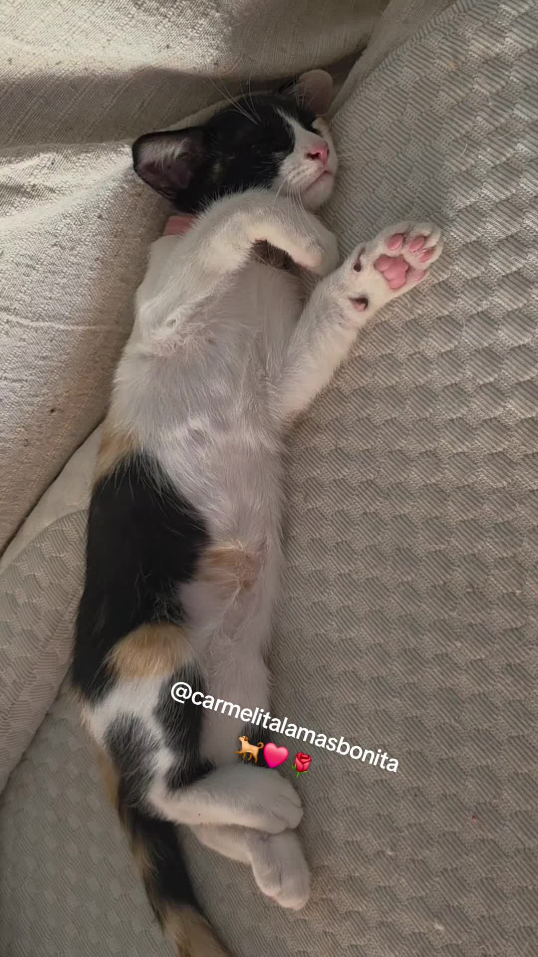 @CarmelitaLaMasBonita💕⚘️🐕