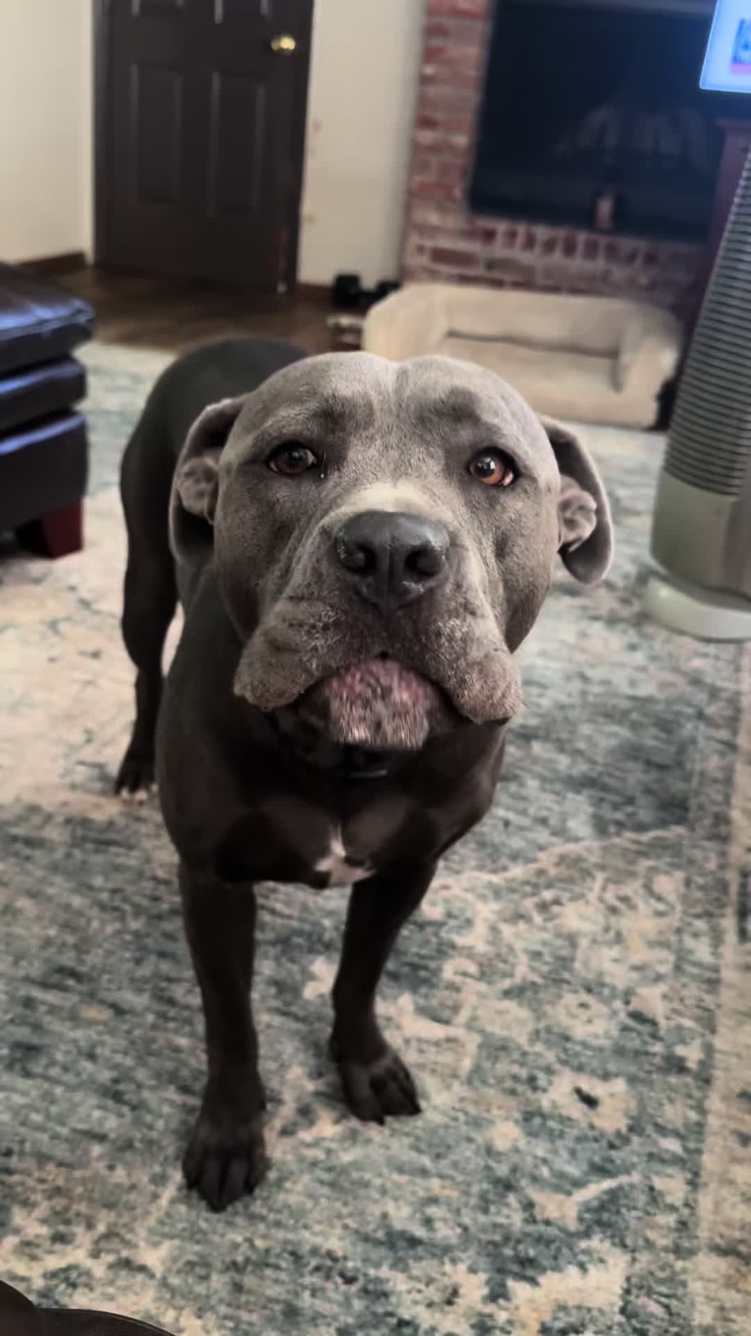 @houseofhounds24