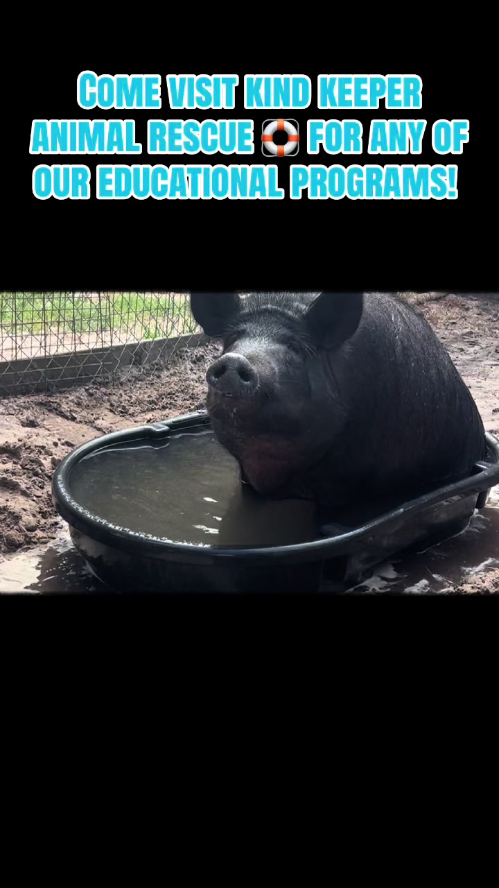 @Kind Keeper Animal Rescue