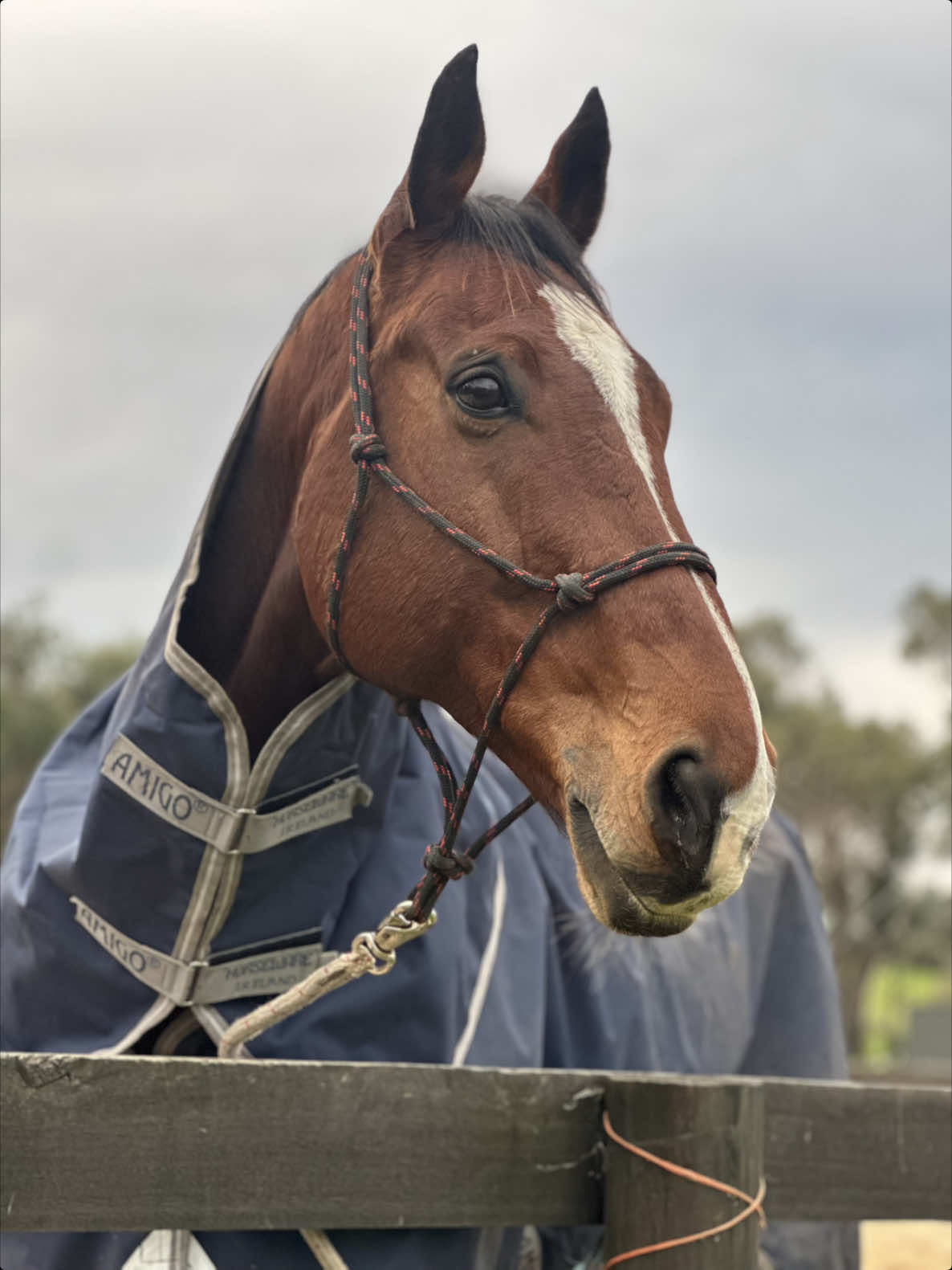 @Imi_.equestrian
