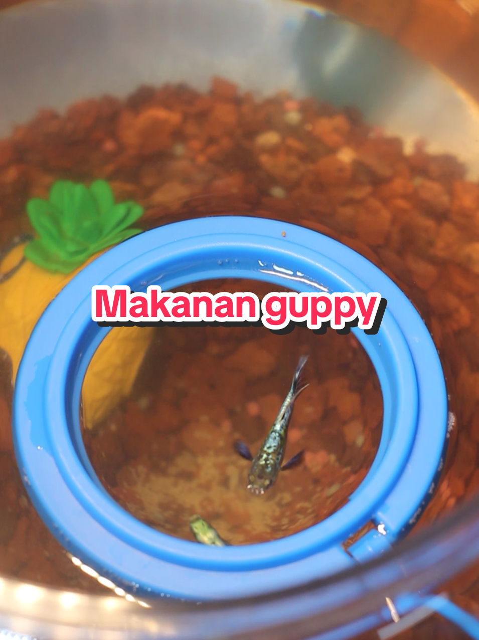 @𝙞𝙥𝙚𝙮🍔