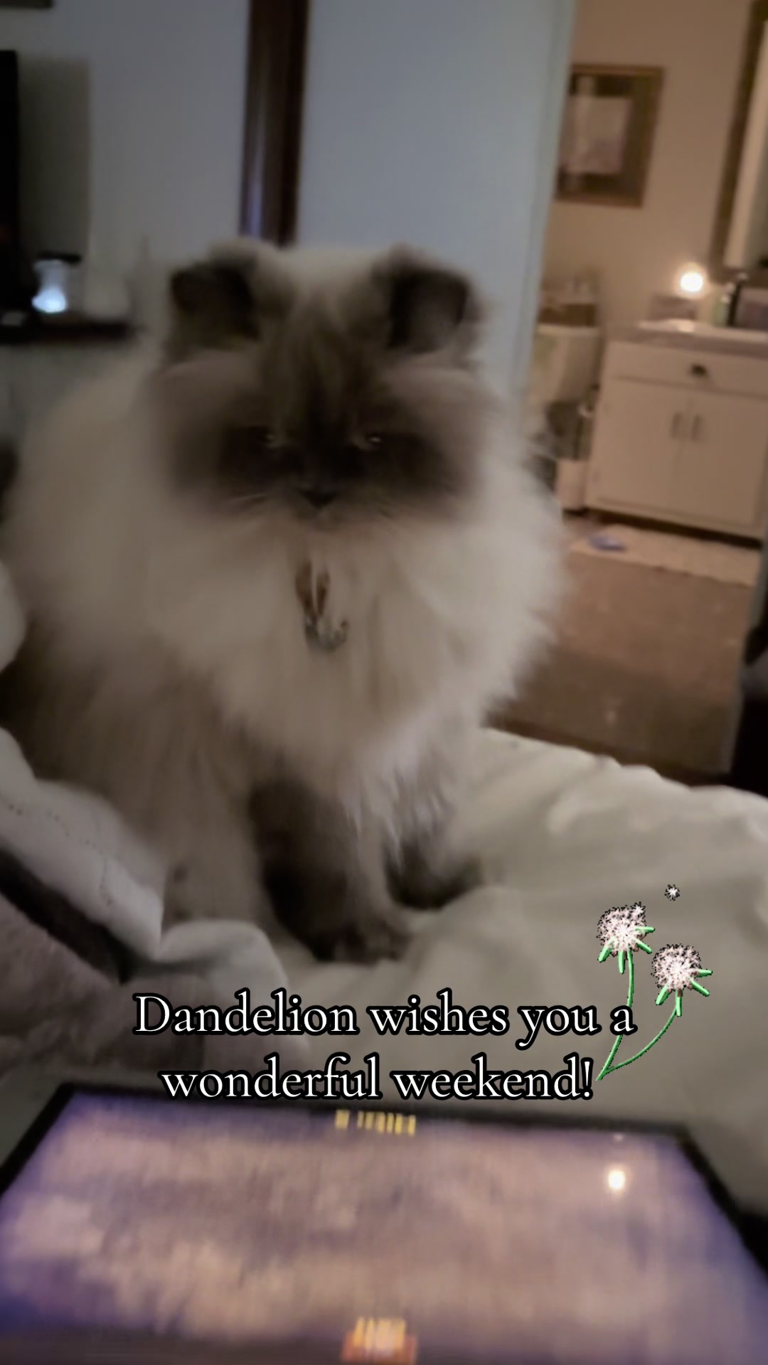 @𓃠Melissa&rsquo;s𝟙𝟘LilFluffs𓃠