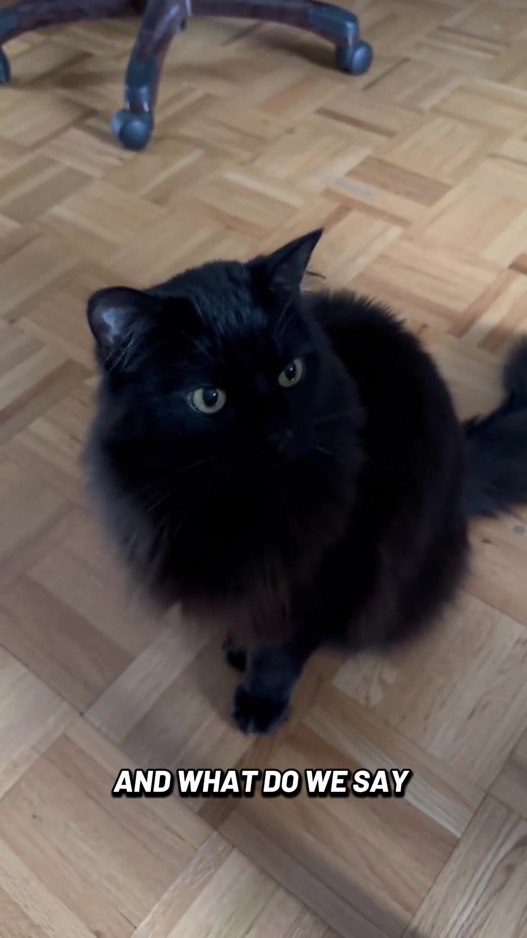 @Sir FluffyButt,the cat🇨🇦🇺🇦