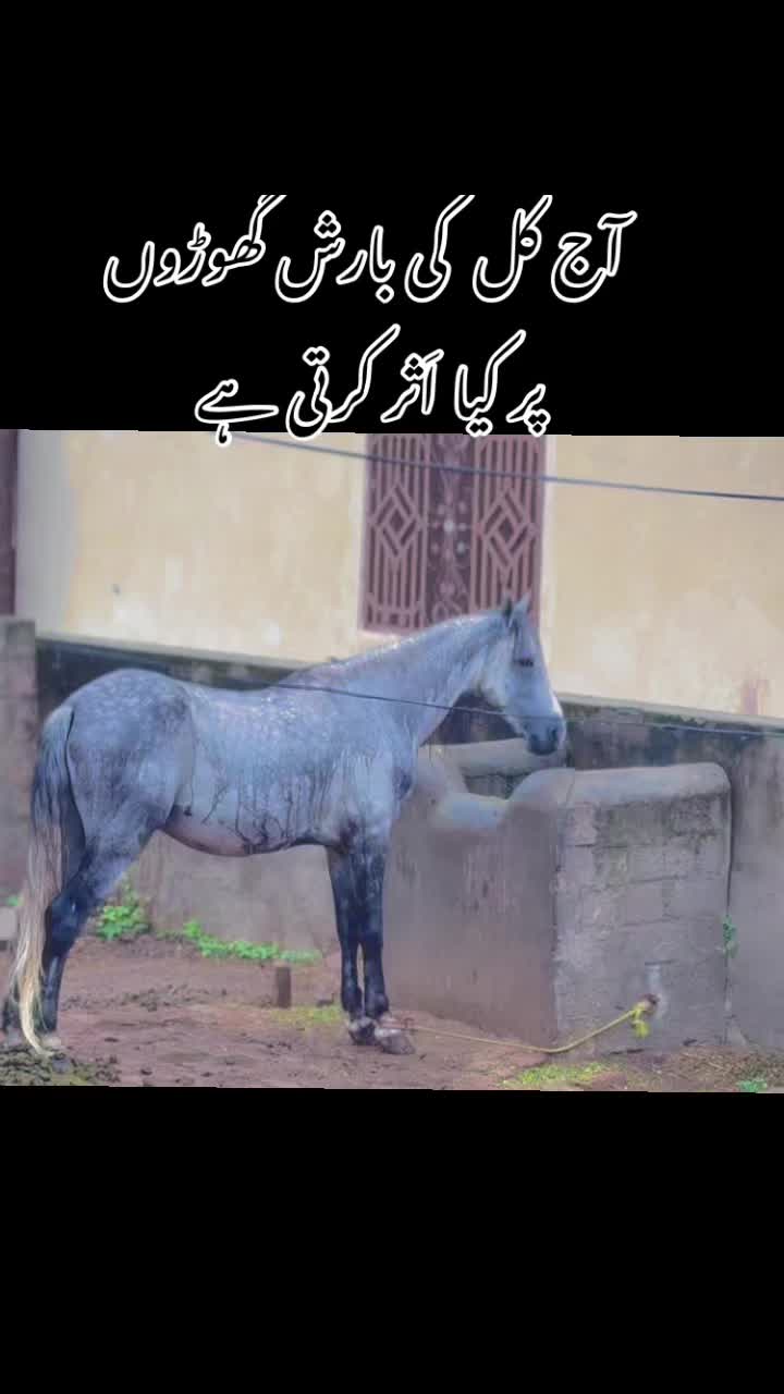 @Afaq gujjar chakora