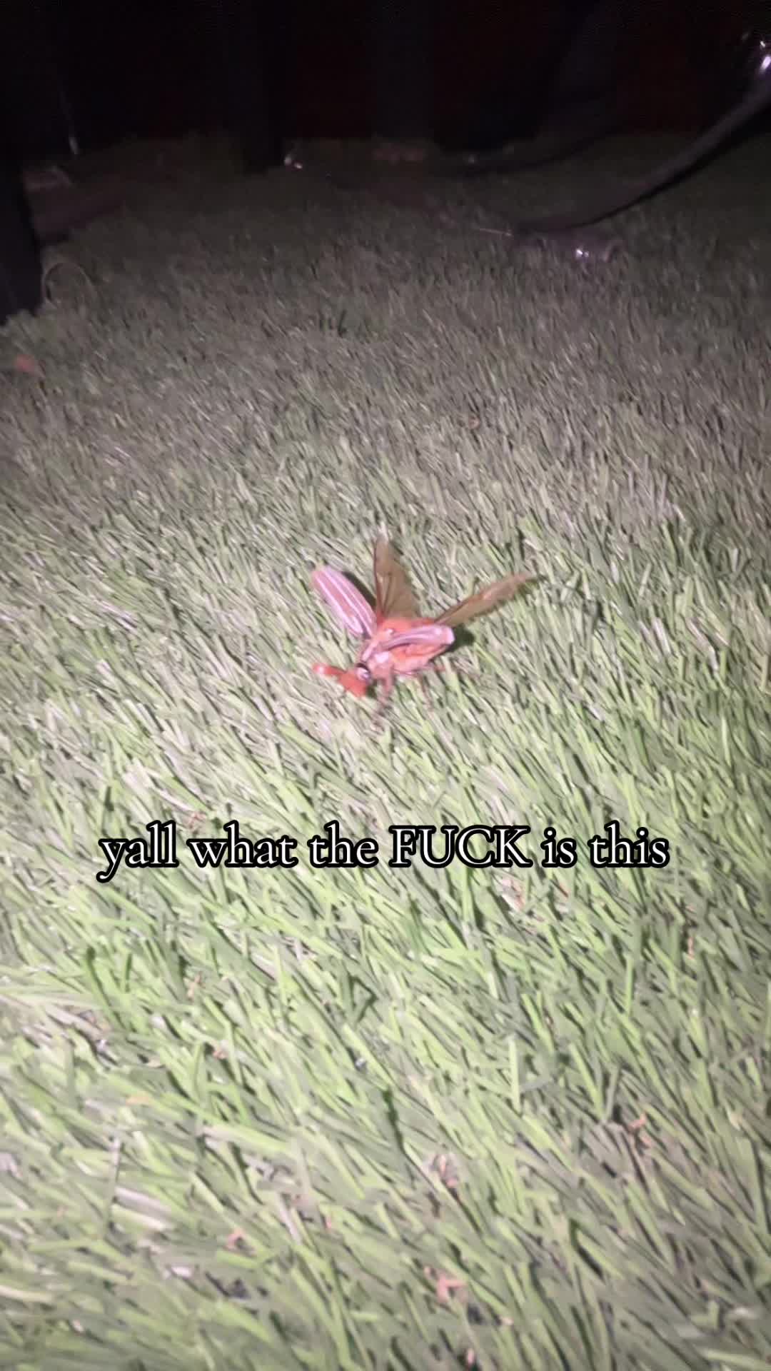 @mal