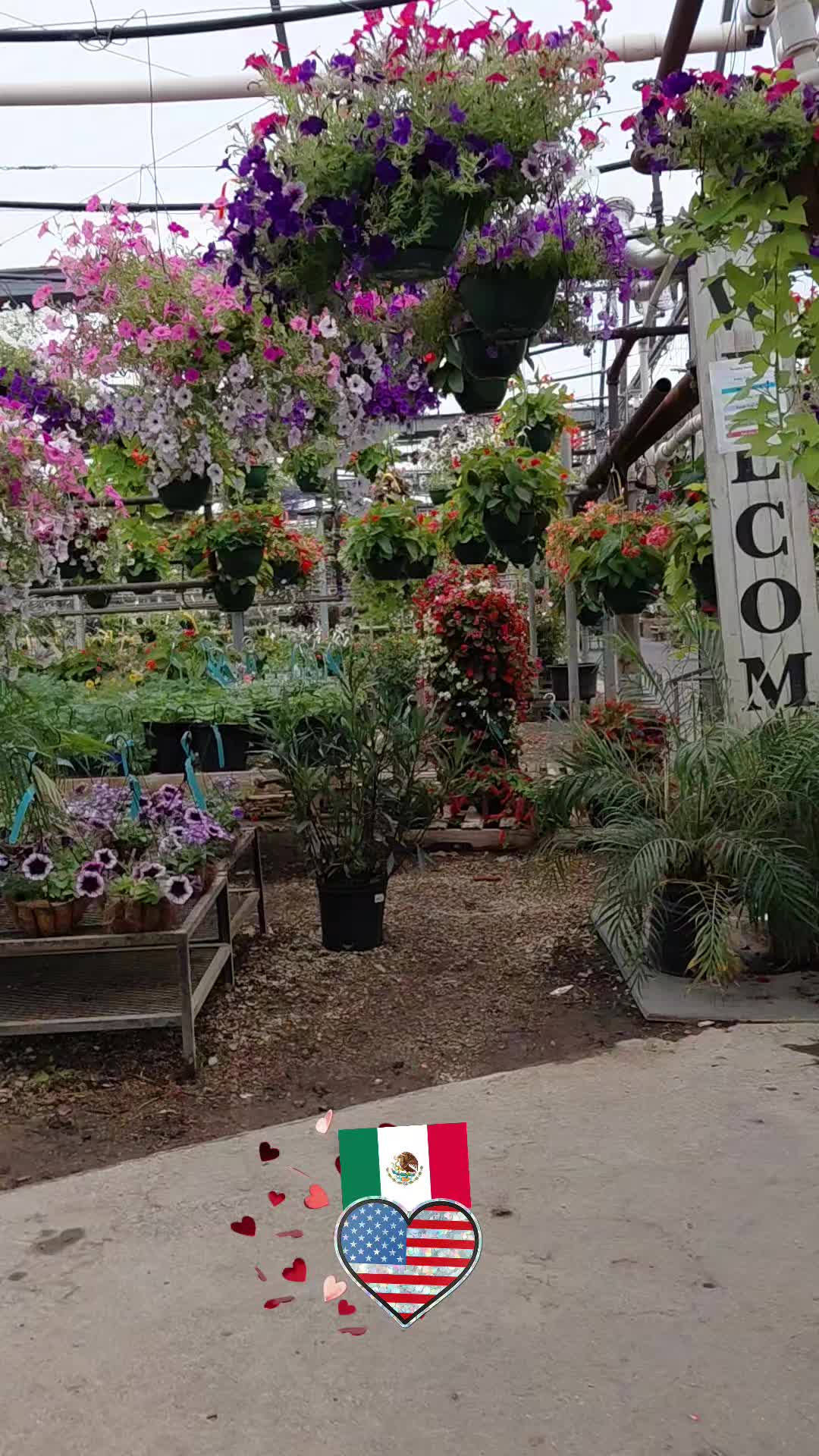 @🤍🦚🦋🇲🇽🥀oly  🥀🇲🇽🌺🐋🦋