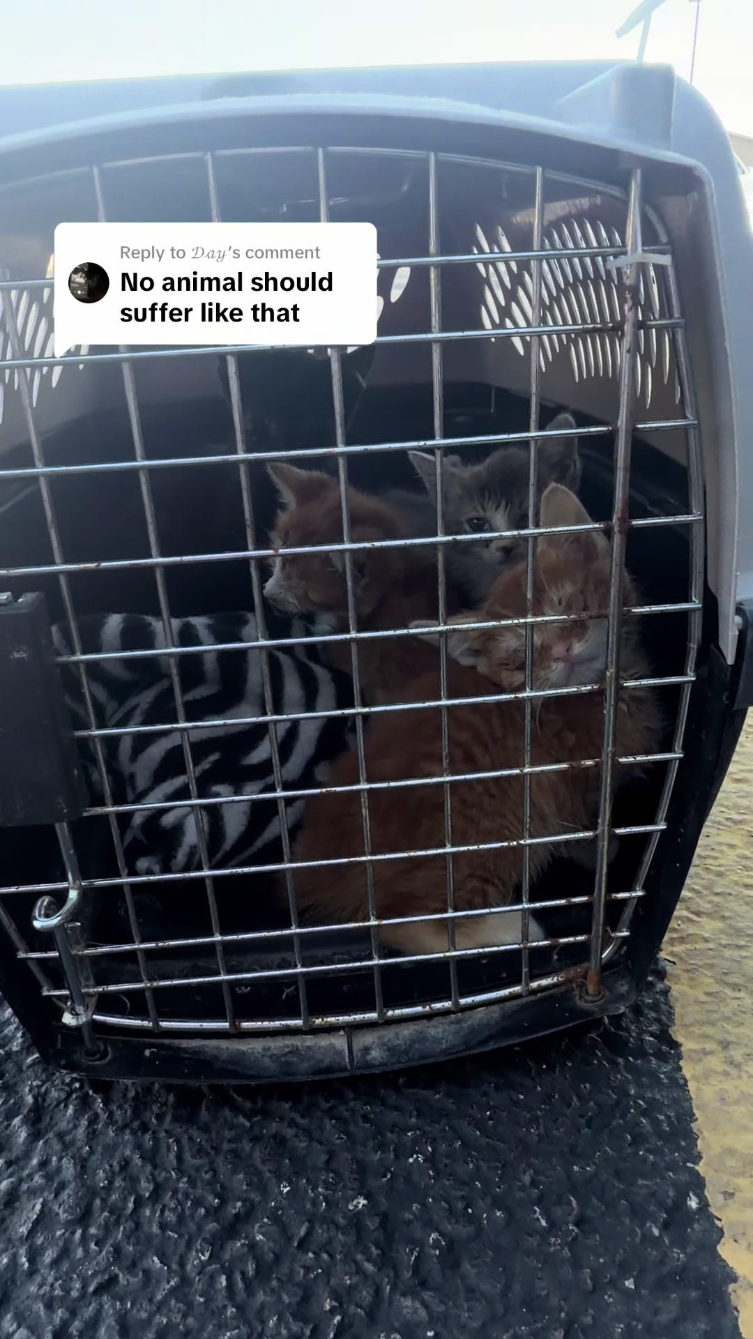 @Happy Tails Animal Rescue