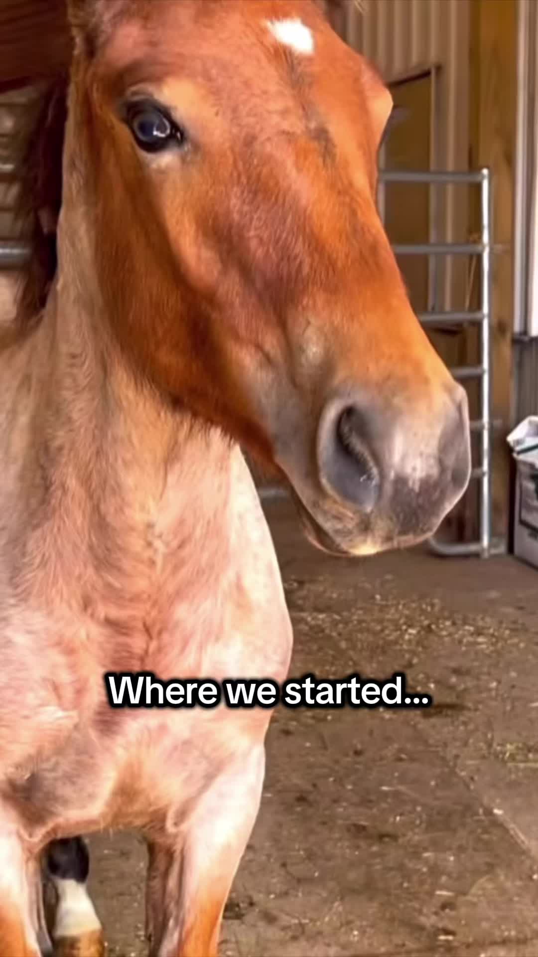 @Free Spirit Equestrian