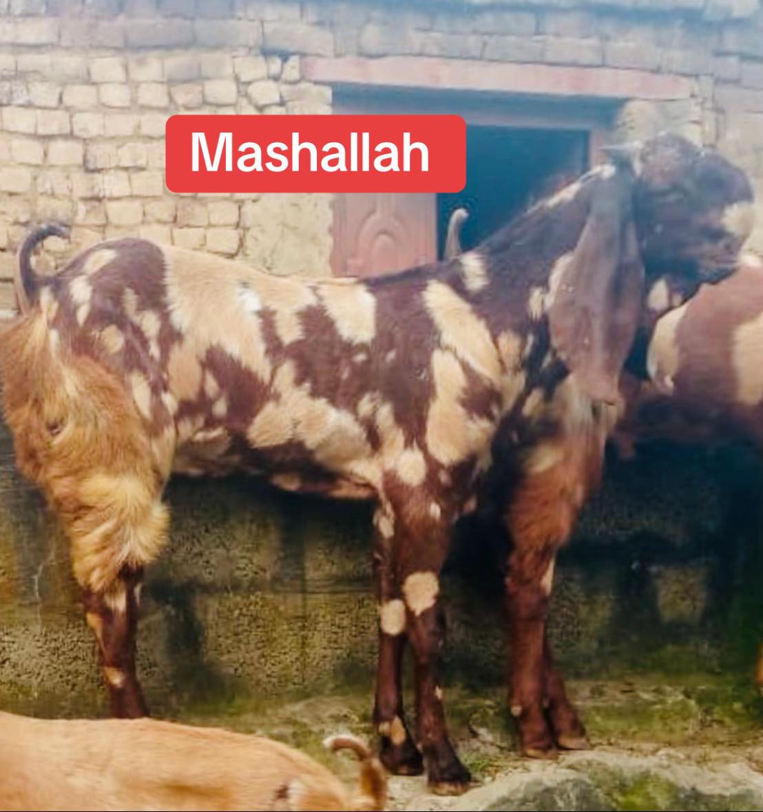 @Mohra Langrial Beetal1