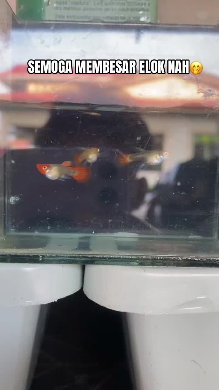@RULL GUPPY HOUSE🏘️