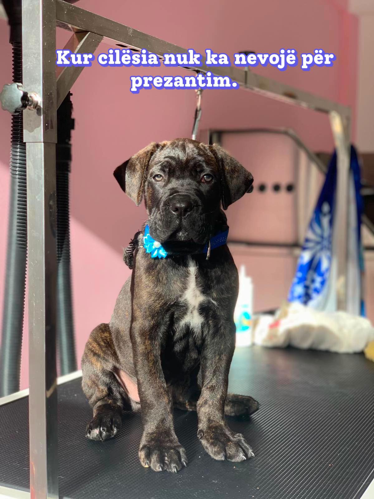 @NeroCaneCorsoKennel