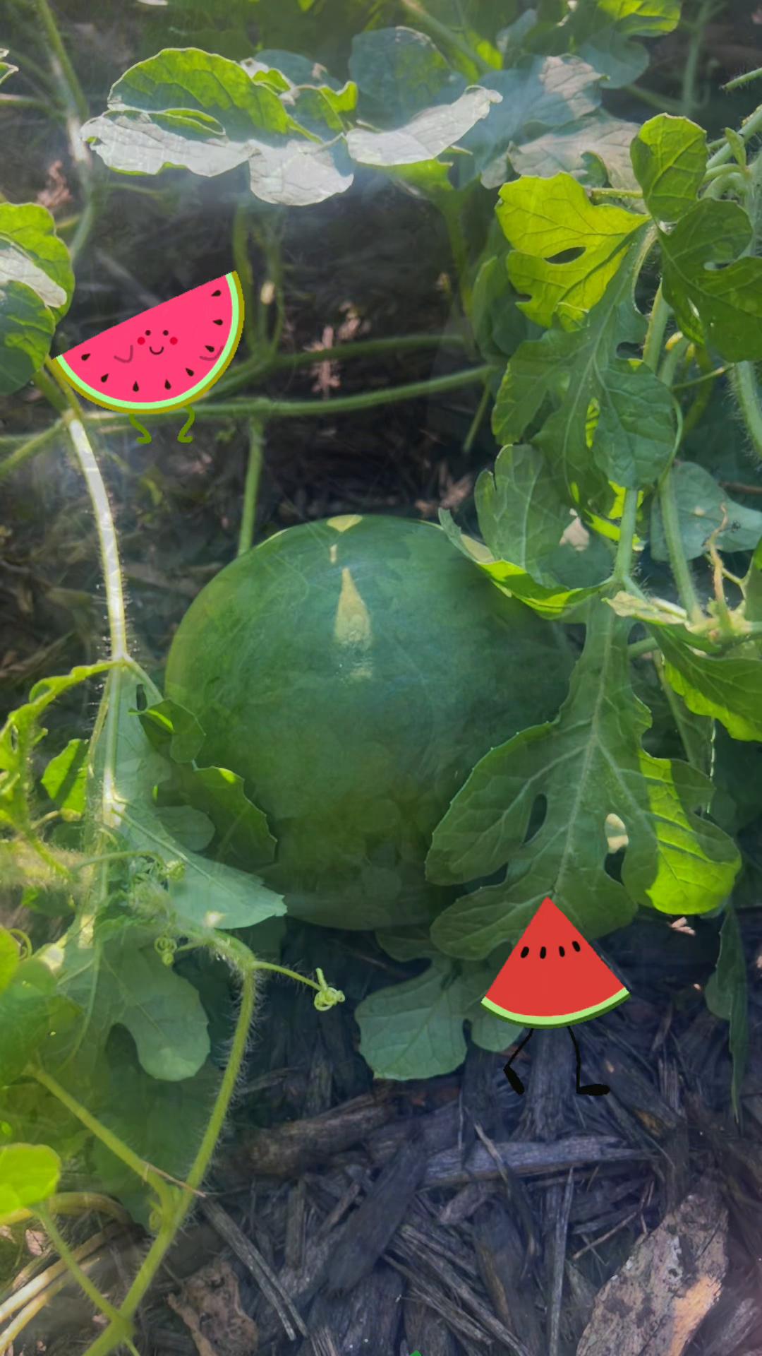 @DirtyGloveGardening👨🏾🌾