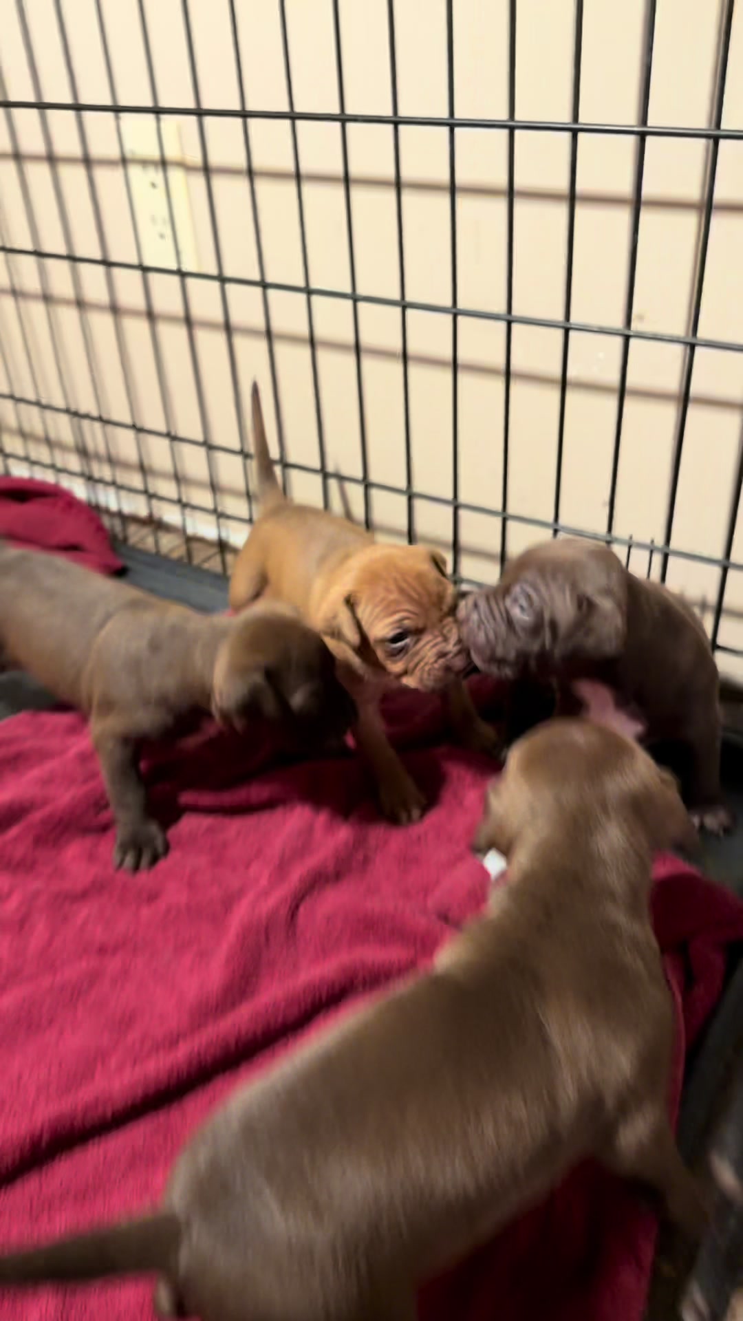 @WorldGoneMadKennels