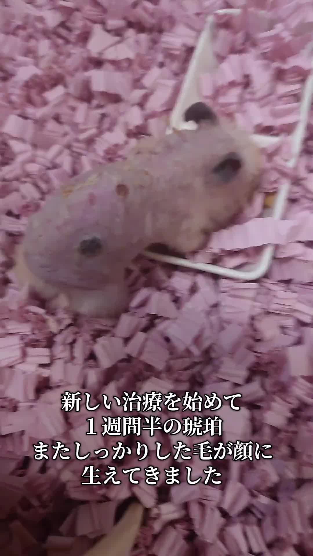 @ジン