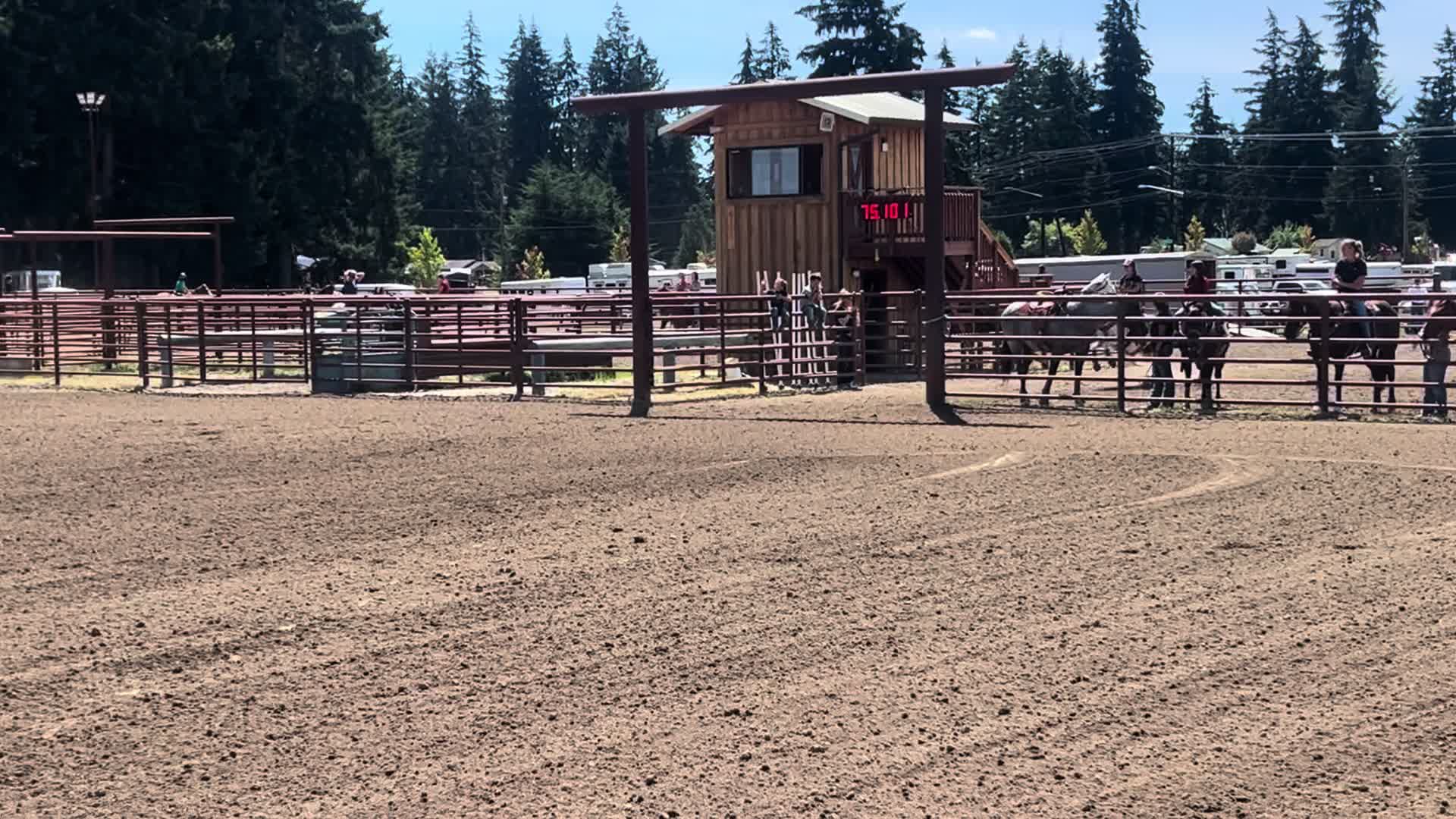 @TF Performance Horses