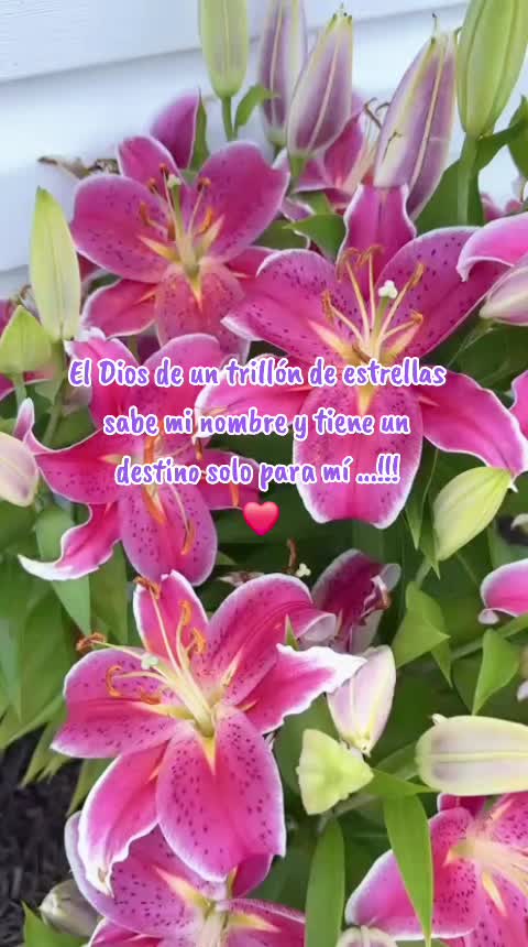 @🩷🌷𝓞𝓭𝓮𝓵𝔂  𝓝🌷🩷