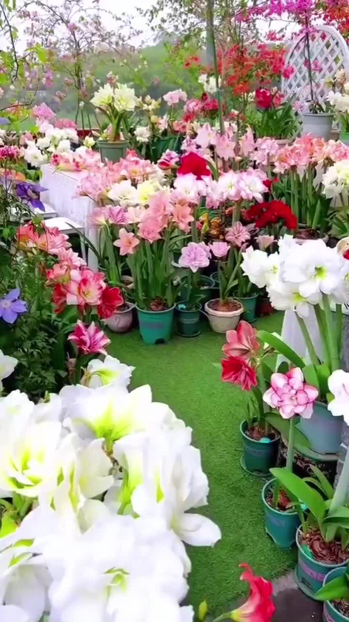 @Raja Iqbal UK