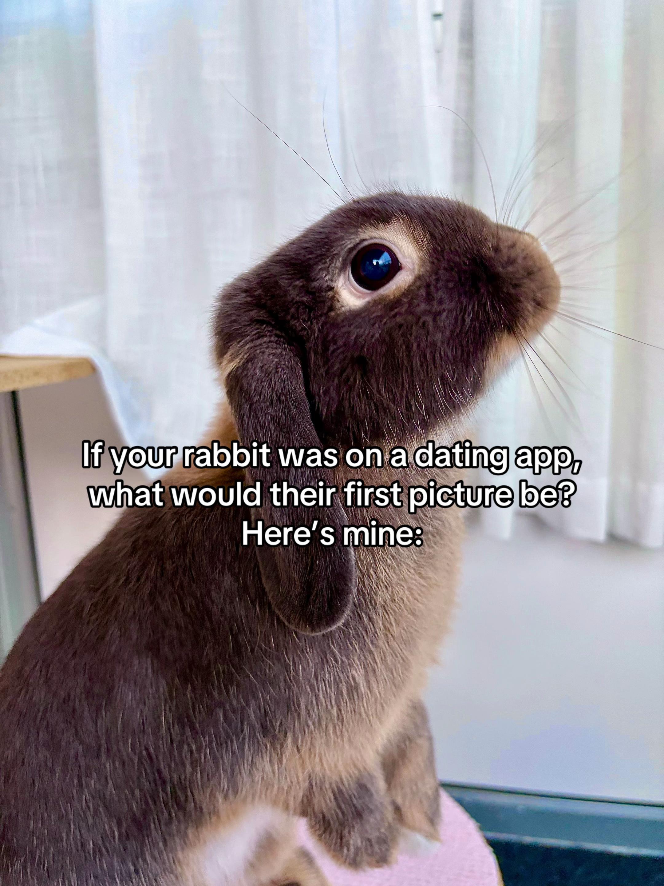 @Tiny bunny Arwen ✨