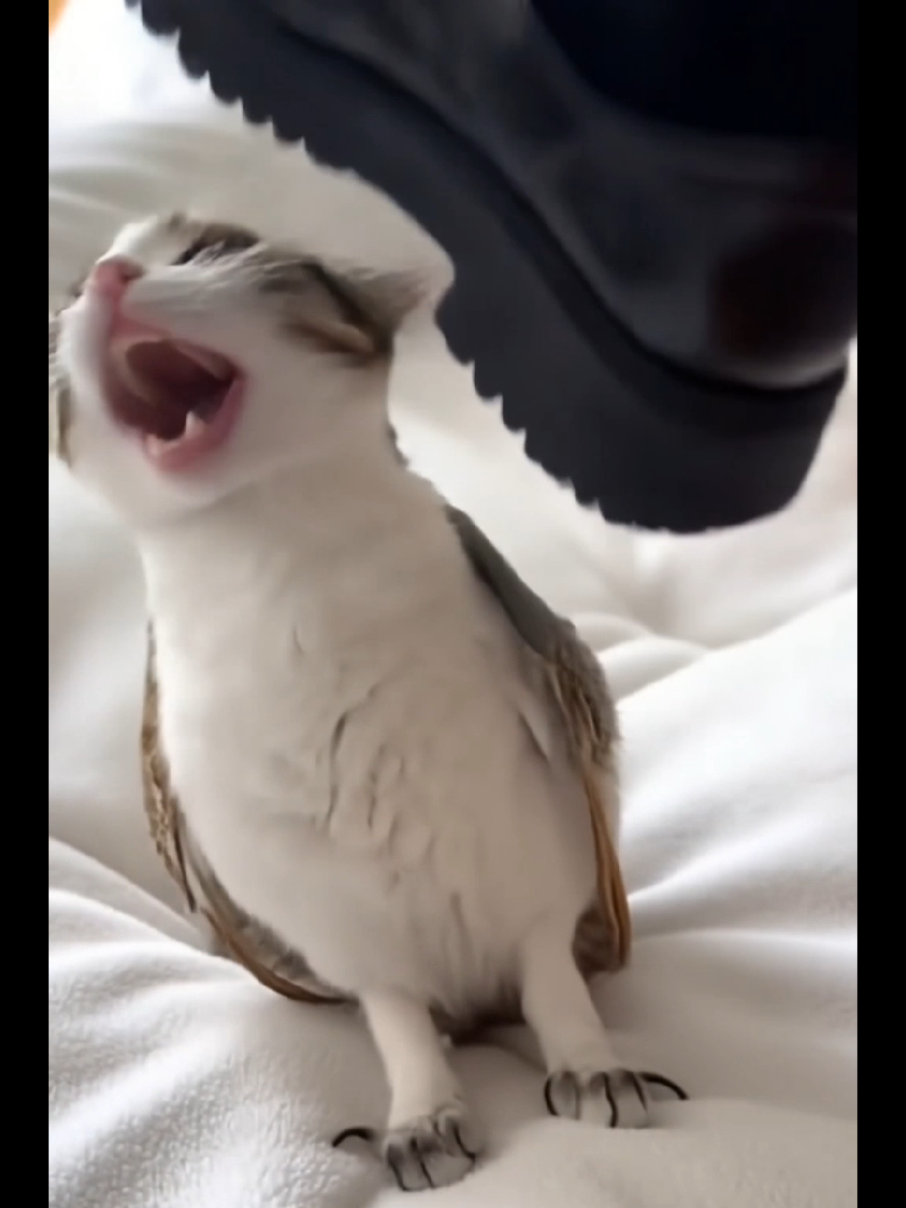 @TheRealMeowl