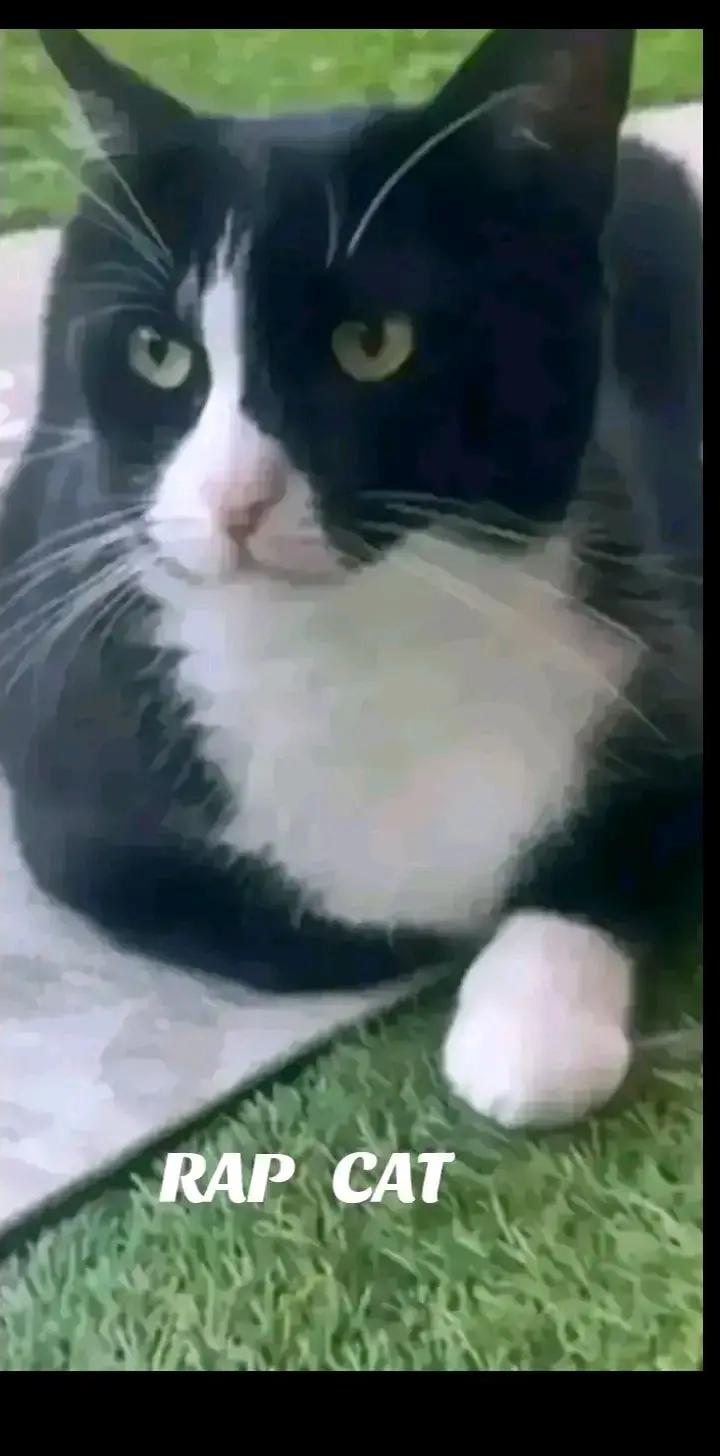@RAP  CAT