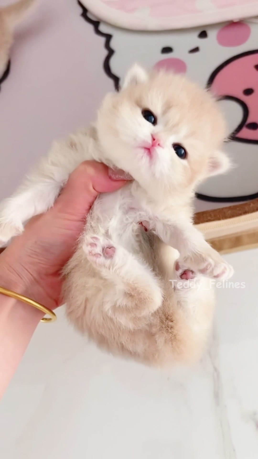 @Teddy_Felines 🧸🐾