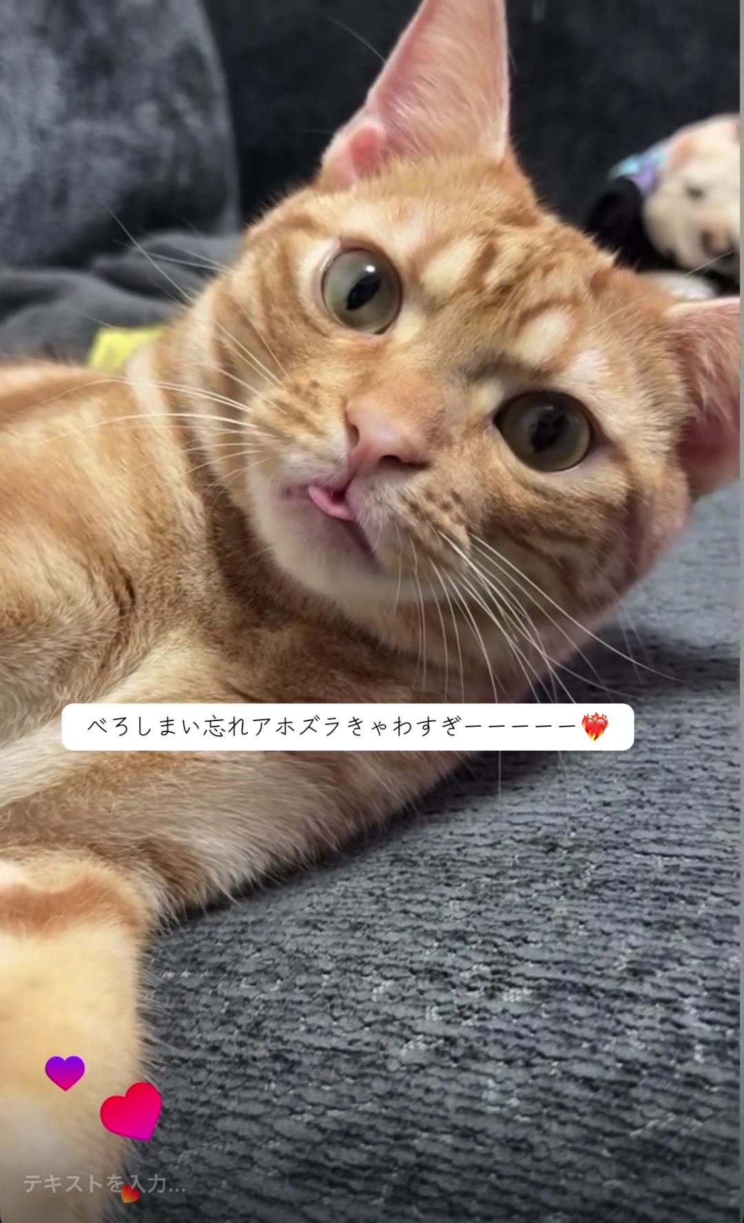 @Chiruru🐈🐈&zwj;⬛
