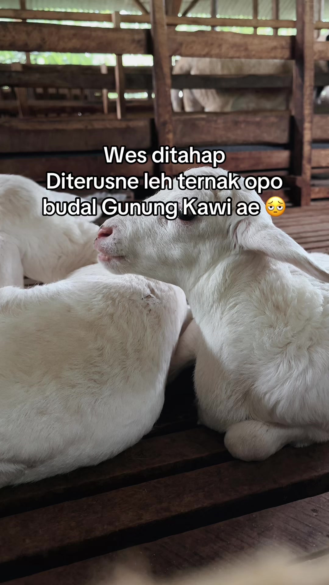 @DhanniaFarm
