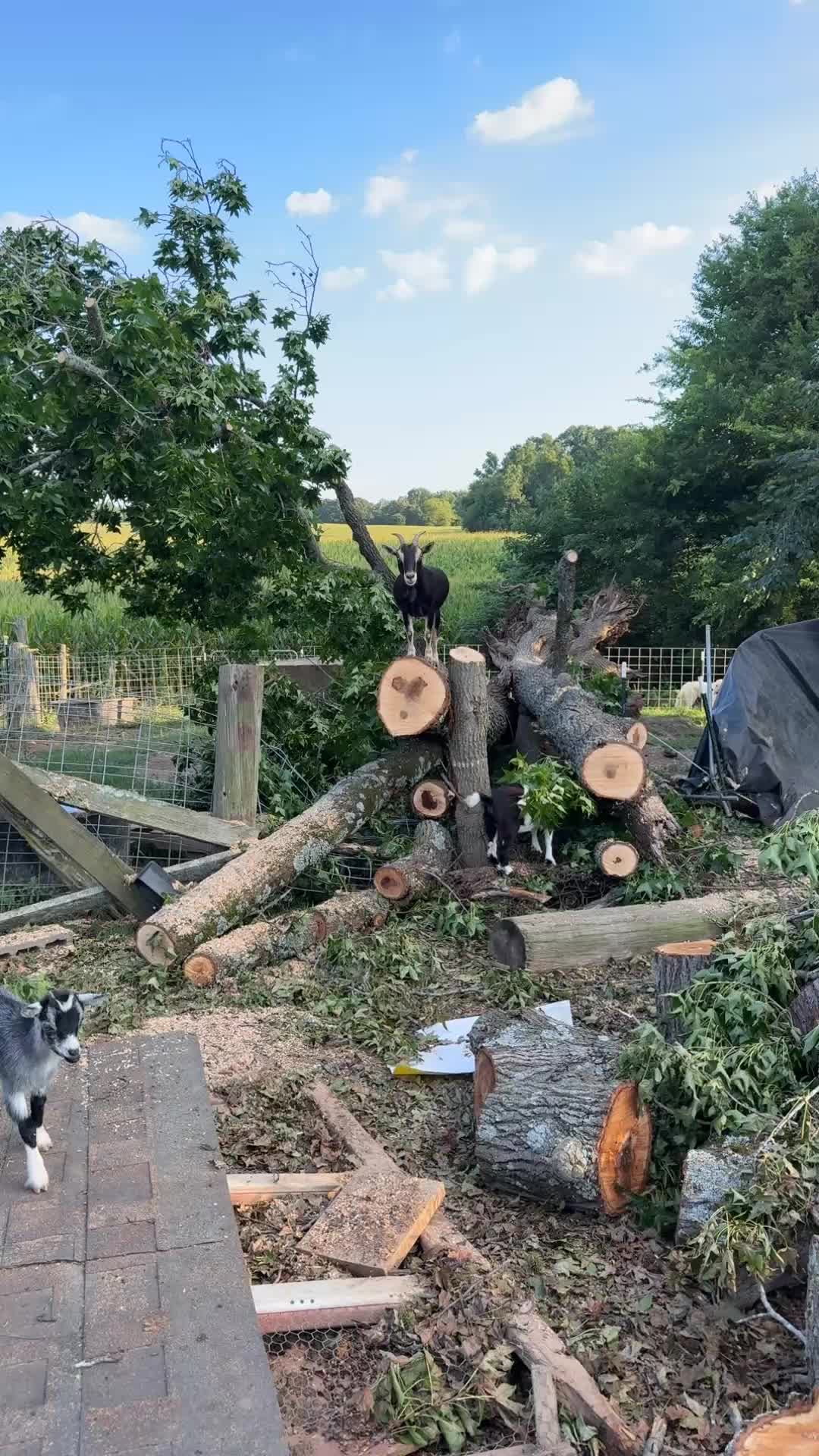 @jacksonridgefarm