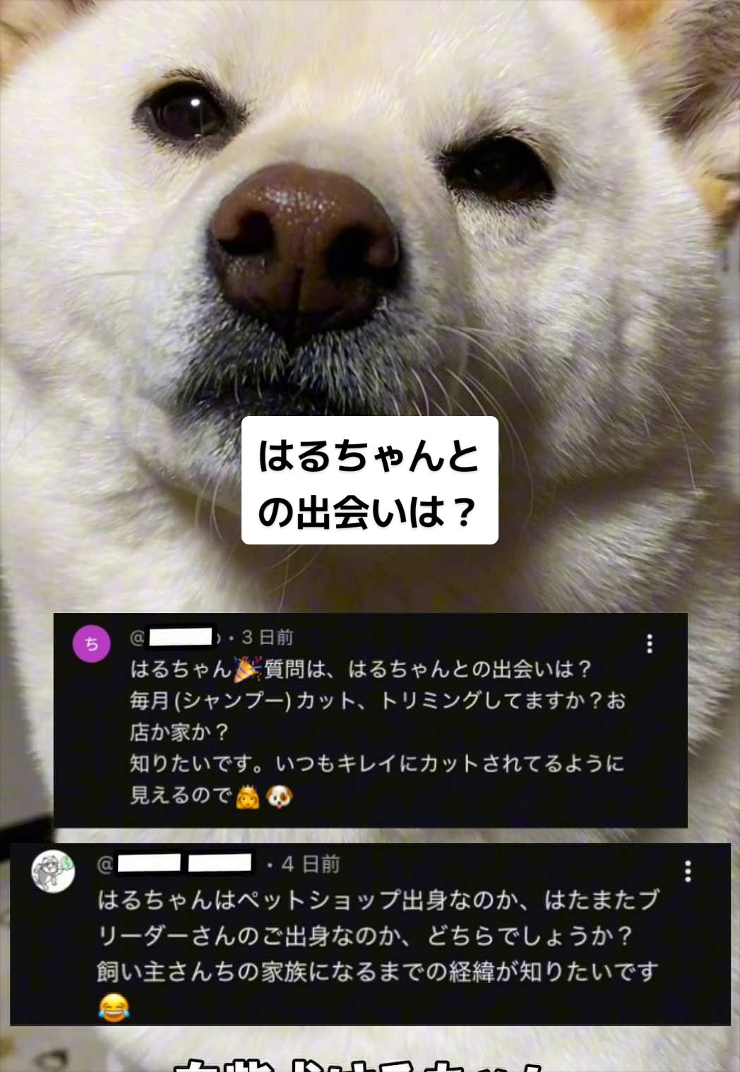 @白柴犬はる🌸