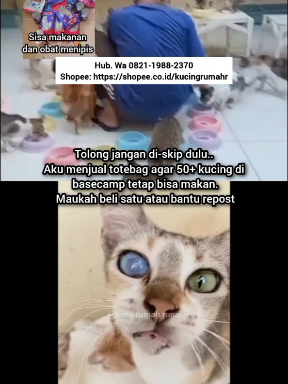 @Kucing Rumah Ronal