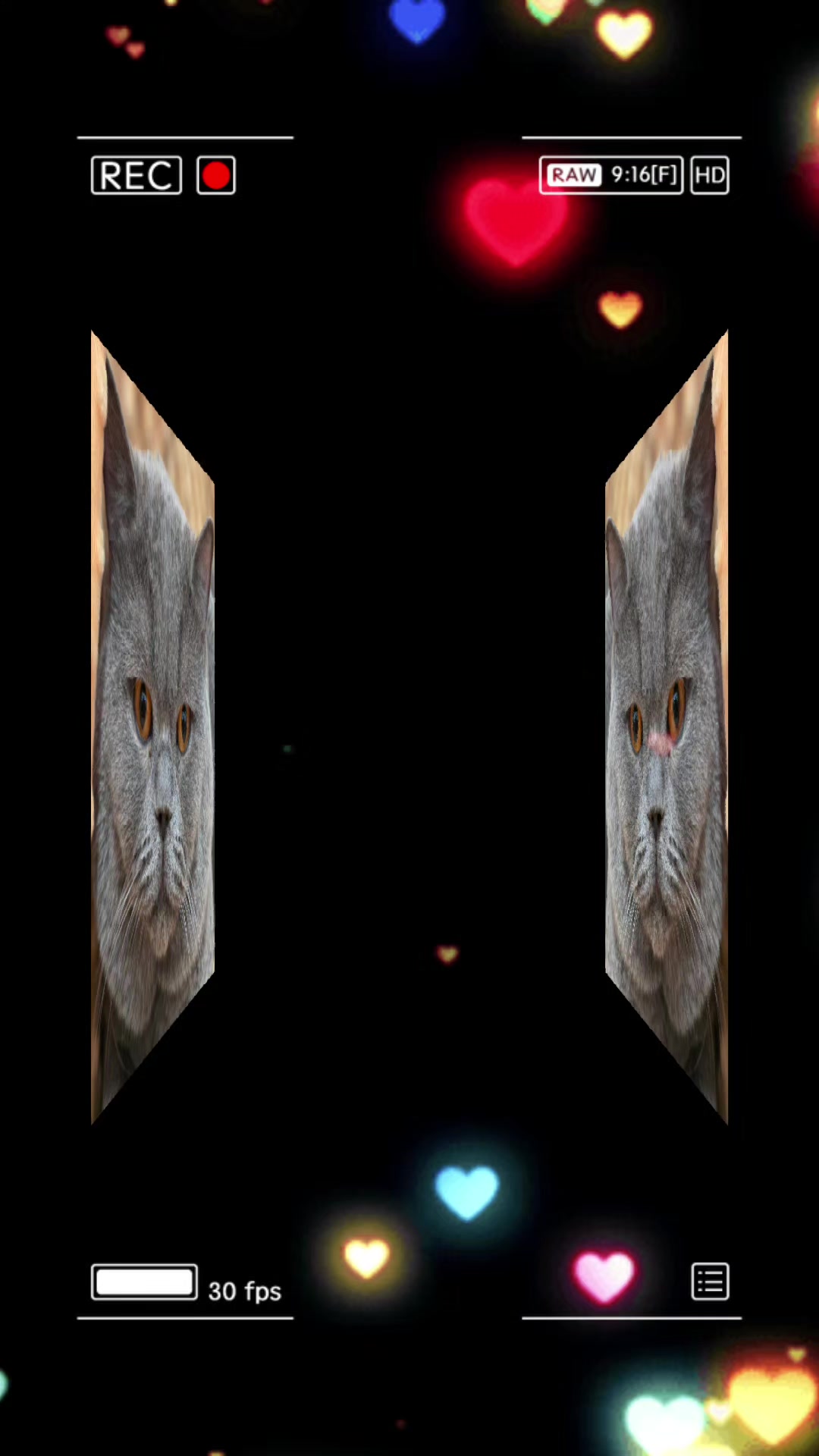 @Ausbrit Cattery