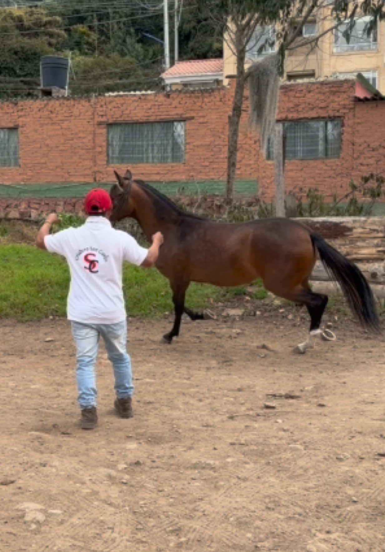 @Solo Caballos