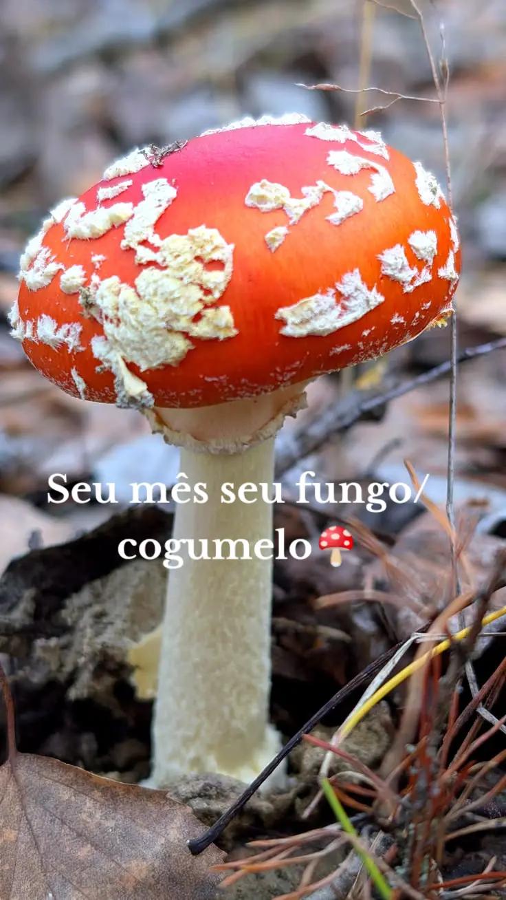 @Miguel_ama_toddy🍄🌌🌳