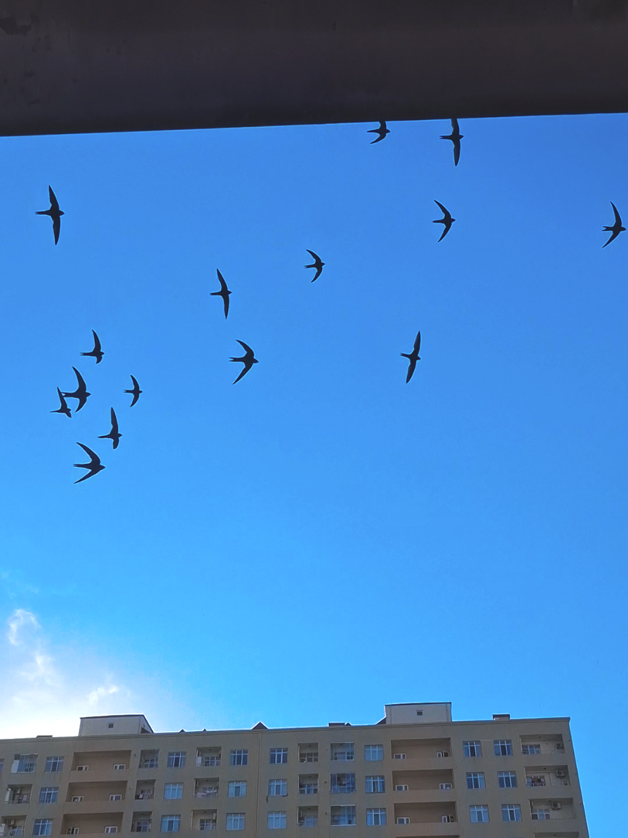 @𝓐𝔂𝓷𝓾𝓻 𝓐𝓫𝓲𝓵𝓸𝓿𝓪 ♒
