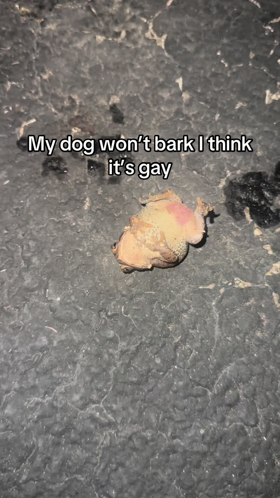 @Back seat bitch