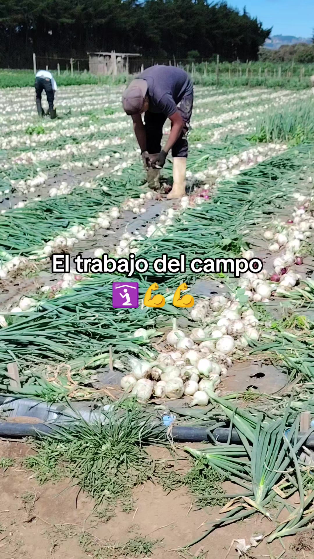@Moralesguatemala_🇬🇹🇬🇹💯