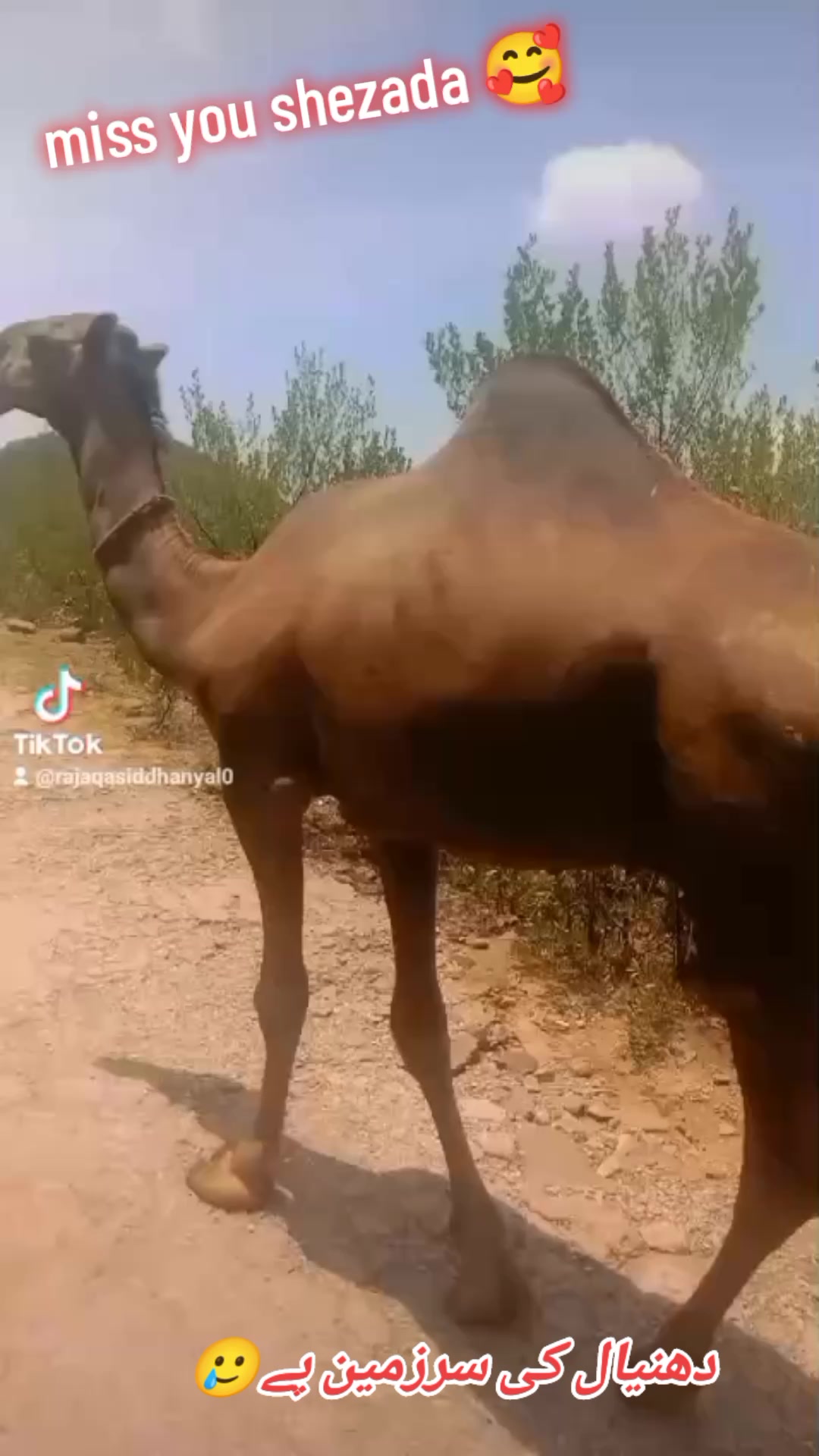 @🦅کالا باز🦅فخرے ڈھوک مغلاں♨️
