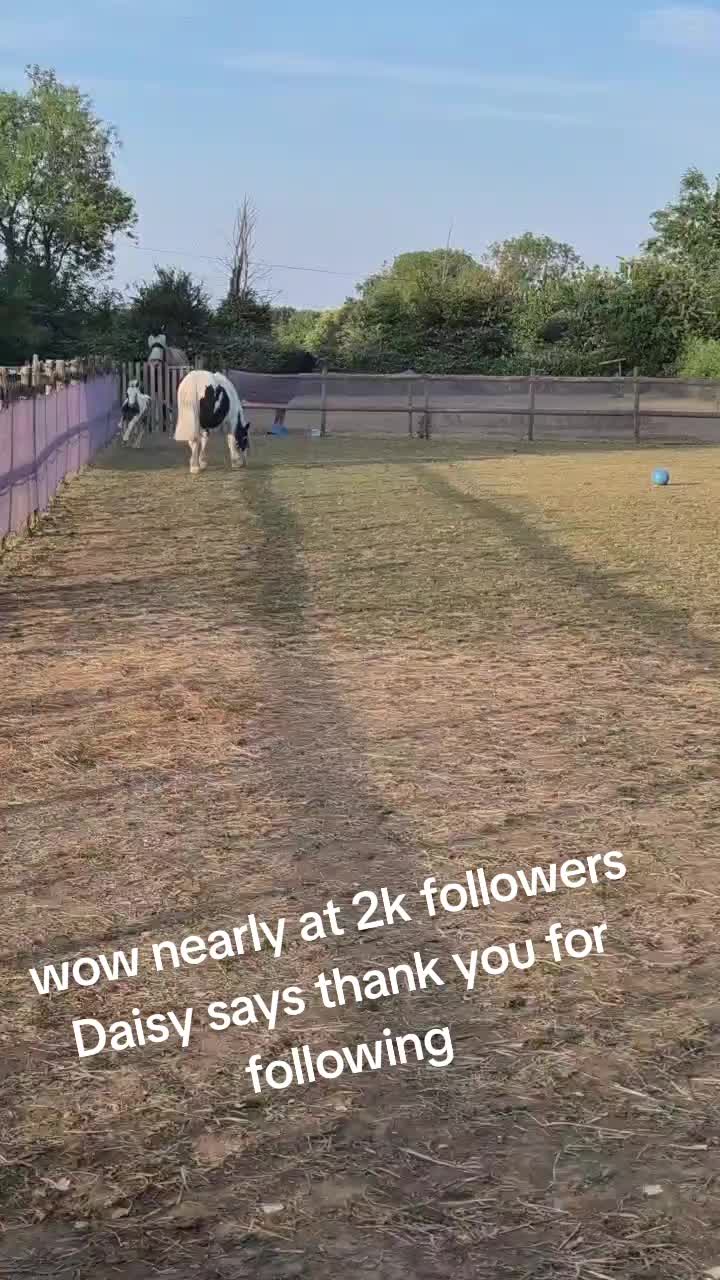 @Valgrays bc & animal rescue