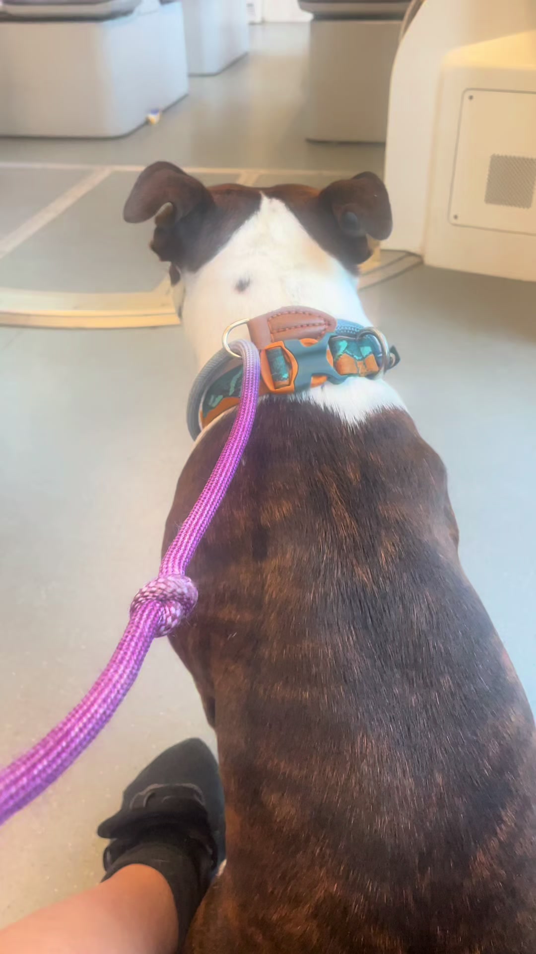 @Britney.paws🐾✨