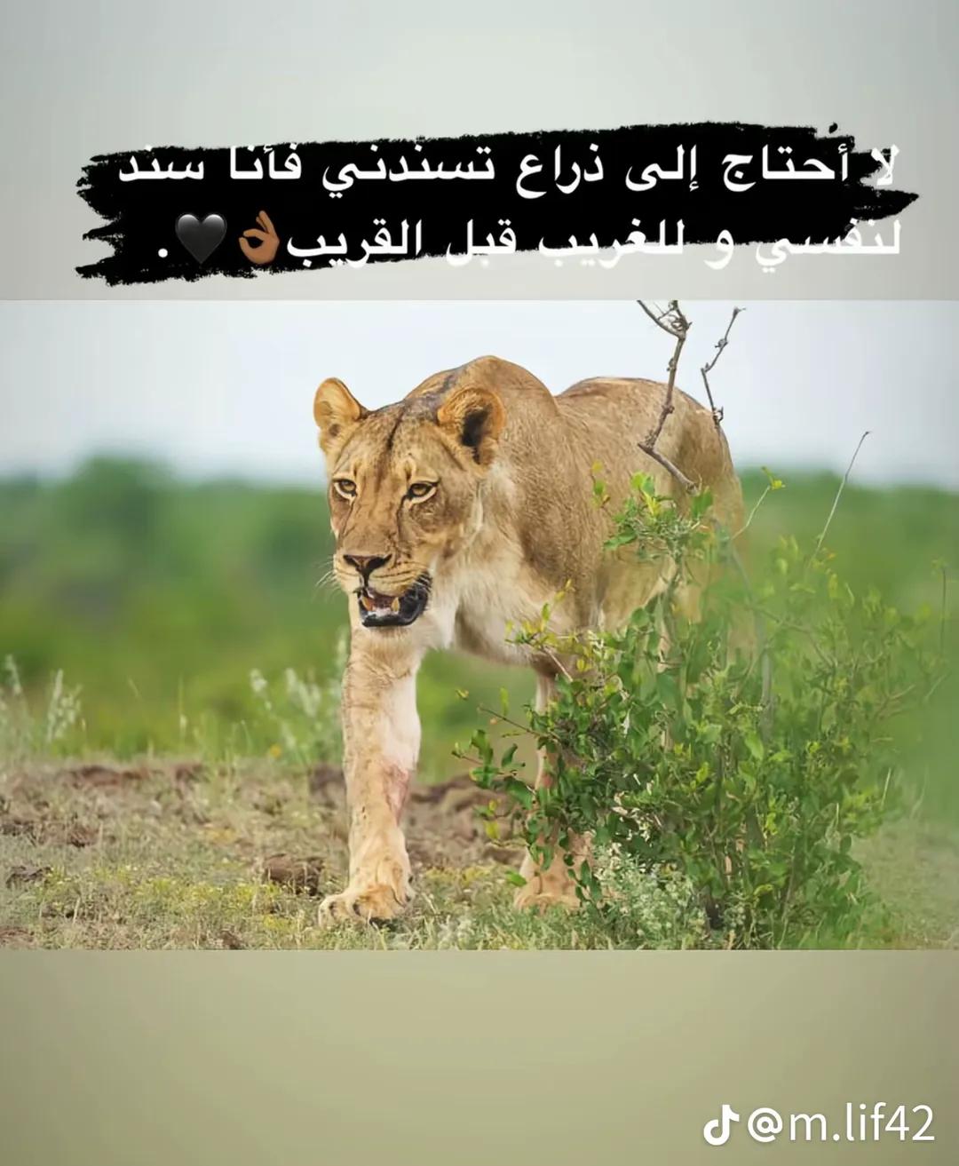 @🇸🇾 ابن ادلب 🇹🇷